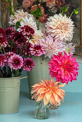 GREEN_AND_GORGEOUS_FLOWERS_OXFORDSHIRE_BUCKETS_OF_DAHLIAS_IN_THE_FLOWER_ROOM_DAHLIA_CAFE_AU_LAIT_DAH
