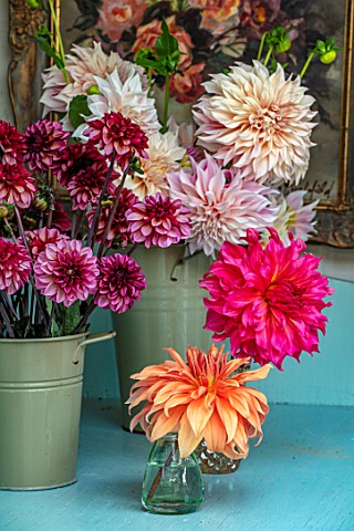 GREEN_AND_GORGEOUS_FLOWERS_OXFORDSHIRE_BUCKETS_OF_DAHLIAS_IN_THE_FLOWER_ROOM_DAHLIA_CAFE_AU_LAIT_DAH