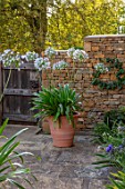 PETRA HOYER MILLAR GARDEN, OXFORDSHIRE: CASTLE END HOUSE - TERRACOTTA CONTAINER ON TERRACE, PATIO PLANTED WITH AGAPANTHUS QUEEN MUM. WHITE, FLOWERS, FLOWERING, BULBS