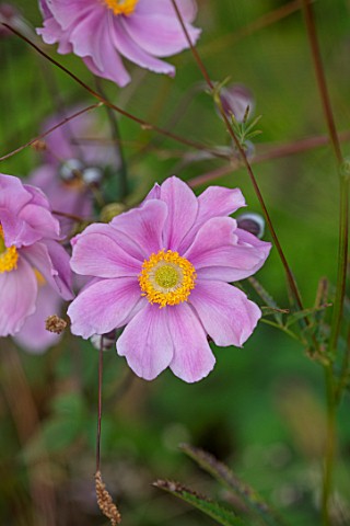 PETRA_HOYER_MILLAR_GARDEN_OXFORDSHIRE_CASTLE_END_HOUSE__CLOSE_UP_OF_PINK_FLOWERS_OF_ANEMONE_X_HYBRID