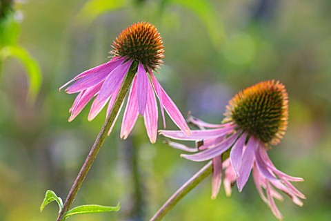 PETRA_HOYER_MILLAR_GARDEN_OXFORDSHIRE_CASTLE_END_HOUSE__CLOSE_UP_OF_PINK_FLOWERS_OF_ECHINACEA_PURPUR