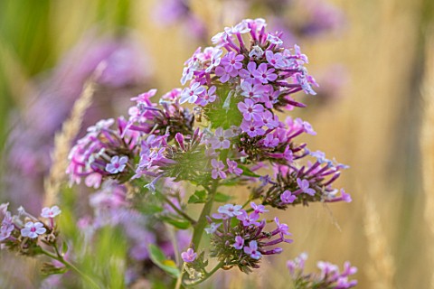 PETRA_HOYER_MILLAR_GARDEN_OXFORDSHIRE_CASTLE_END_HOUSE__CLOSE_UP_OF_PINK_FLOWERS_OF_PHLOX_PANICULATA