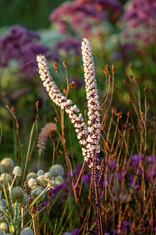 PETRA_HOYER_MILLAR_GARDEN_OXFORDSHIRE_CASTLE_END_HOUSE__CLOSE_UP_OF_WHITE_FLOWERS_OF_ACTAEA_SIMPLEX_