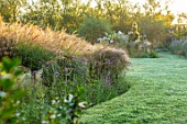 BRIDGE NURSERY, WARWICKSHIRE: BORDER, LAWN, VERBENA BONARIENSIS, SUNRISE, SEPTEMBER, MIST