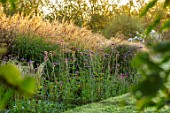 BRIDGE NURSERY, WARWICKSHIRE: BORDER, LAWN, VERBENA BONARIENSIS, SUNRISE, SEPTEMBER, MIST