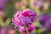 BRIDGE NURSERY, WARWICKSHIRE: CLOSE UP OF PINK FLOWERS OF MICHAELMAS DAISY, ASTER HELEN PICTON, SYMPHYOTRICHUM PONTIS SUPREME, A CHANCE SEEDLING FOUND AT BRIDGE AND NAMED BY OWNERS