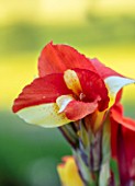 MITTON MANOR, SHROPSHIRE: CLOSE UP PLANT PORTRAIT OF CANNA CLEOPATRA. EXOTIC, TROPICAL, LATE SUMMER FLOWERING, FLOWER, ORANGE, SPOTTED, FRECKLED