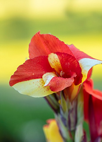 MITTON_MANOR_SHROPSHIRE_CLOSE_UP_PLANT_PORTRAIT_OF_CANNA_CLEOPATRA_EXOTIC_TROPICAL_LATE_SUMMER_FLOWE