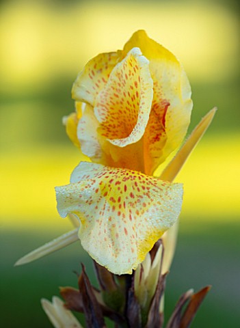 MITTON_MANOR_SHROPSHIRE_CLOSE_UP_PLANT_PORTRAIT_OF_THE_FLOWER_OF_CANNA_KING_HUMBERT_SPOTTED_FRECKLED