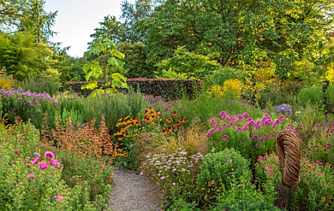 THE_PICTON_GARDEN_AND_OLD_COURT_NURSERIES_WORCESTERSHIRE_BORDERS_OF_ASTERS_AGASTACHE_AURANTIACA_NAVA