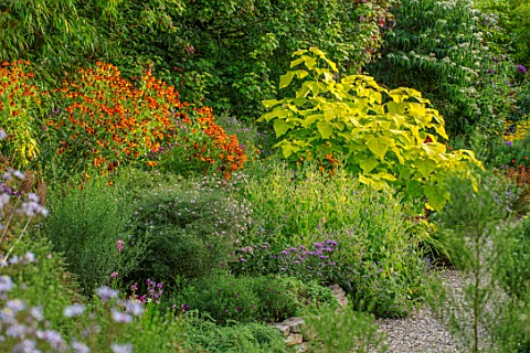 THE_PICTON_GARDEN_AND_OLD_COURT_NURSERIES_WORCESTERSHIRE_BORDERS_HELENIUM_CHIPPERFIELD_ORANGE_CATALP