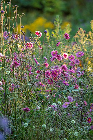 THE_PICTON_GARDEN_AND_OLD_COURT_NURSERIES_WORCESTERSHIRE_CLOSE_UP_OF_PINK_FLOWERS_OF_JAPANESE_ANEMON