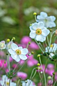 THE PICTON GARDEN AND OLD COURT NURSERIES, WORCESTERSHIRE: CLOSE UP PORTRAIT OF WHITE FLOWERS OF ANEMONE ANDREA ATKINSON. PERENNIALS, FALL, SEPTEMBER, AUTUMN