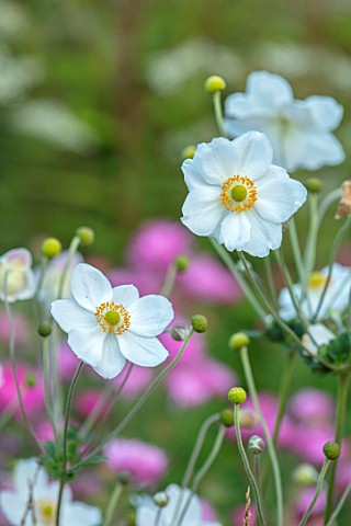 THE_PICTON_GARDEN_AND_OLD_COURT_NURSERIES_WORCESTERSHIRE_CLOSE_UP_PORTRAIT_OF_WHITE_FLOWERS_OF_ANEMO