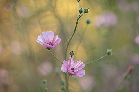 THE_PICTON_GARDEN_AND_OLD_COURT_NURSERIES_WORCESTERSHIRE_CLOSE_UP_PORTRAIT_OF_PINK_FLOWERS_OF_ALTHAE