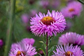 THE PICTON GARDEN AND OLD COURT NURSERIES, WORCESTERSHIRE: CLOSE UP PORTRAIT OF PINK FLOWERS OF MICHAELMAS DAISY, ASTER, SYMPHYOTRICHUM NOVAE - ANGLIAE BARRS PINK. FALL, AUTUMN