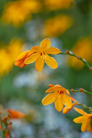 THE_PICTON_GARDEN_AND_OLD_COURT_NURSERIES_WORCESTERSHIRE_CLOSE_UP_PORTRAIT_OF_ORANGE_YELLOW_FLOWERS_