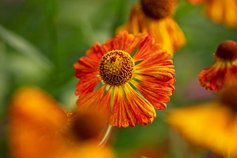 THE_PICTON_GARDEN_AND_OLD_COURT_NURSERIES_WORCESTERSHIRE_CLOSE_UP_PORTRAIT_OF_ORANGE_FLOWERS_OF_HELE
