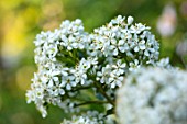 ROCKCLIFFE GARDEN, GLOUCESTERSHIRE: WHITE FLOWERS OF ESCALLONIA IVEYI, EVERGREEN, SHRUBS, FLOWERING, AGM