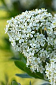 ROCKCLIFFE GARDEN, GLOUCESTERSHIRE: WHITE FLOWERS OF ESCALLONIA IVEYI, EVERGREEN, SHRUBS, FLOWERING, AGM