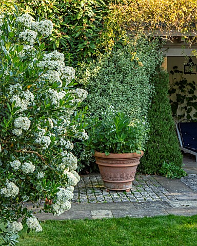 ROCKCLIFFE_GARDEN_GLOUCESTERSHIRE_WHITE_FLOWERS_OF_ESCALLONIA_IVEYI_IN_THE_SWIMMING_POOL_GARDEN__EVE
