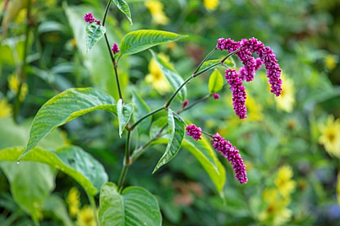 ROCKCLIFFE_GARDEN_GLOUCESTERSHIRE_CLOSE_UP_OF_PINK_FLOWERS_OF_PERSICARIA_ORIENTALIS_HARDY_ANNUALS_FL