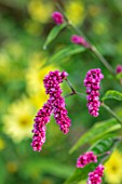 ROCKCLIFFE GARDEN, GLOUCESTERSHIRE: CLOSE UP OF PINK FLOWERS OF PERSICARIA ORIENTALIS, HARDY, ANNUALS, FLOWERING