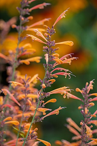 THE_PICTON_GARDEN_AND_OLD_COURT_NURSERIES_WORCESTERSHIRE_CLOSE_UP_PORTRAIT_OF_ORANGE_FLOWERS_OF_AGAS