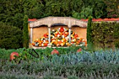 EYTHROPE WALLED GARDEN, BUCKINGHAMSHIRE: PUMPKINS AND SQUASHES IN THE AURICULA THEATRE, OCTOBER, FALL, GARDENS, VEGETABLES, POTAGER, KITCHEN, EDIBLES