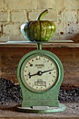 EYTHROPE WALLED GARDEN, BUCKINGHAMSHIRE: SQUASH BEING WEIGHED ON OLD SCALES IN POTTING SHED
