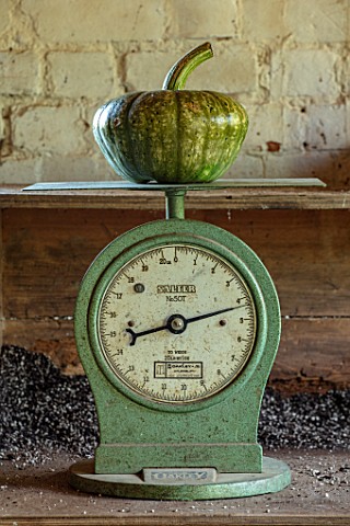 EYTHROPE_WALLED_GARDEN_BUCKINGHAMSHIRE_SQUASH_BEING_WEIGHED_ON_OLD_SCALES_IN_POTTING_SHED