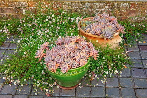 PETTIFERS_GARDEN_OXFORDSHIRE_ECHEVERIA_IN_GREEN_GLAZED_CONTAINERS_BESIDE_THE_GREENHOUSE_SEPTEMBER_ER