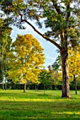 MORTON HALL, WORCESTERSHIRE: PARK, YELLOW LEAVES OF TREES - FRAXINUS EXCELSIOR JASPIDEA, TREES, OCTOBER, FALL, AUTUMN