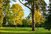 MORTON HALL, WORCESTERSHIRE: PARK, YELLOW LEAVES OF TREES - FRAXINUS EXCELSIOR JASPIDEA, TREES, OCTOBER, FALL, AUTUMN