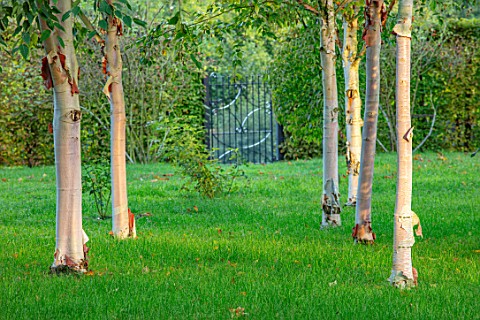 MORTON_HALL_WORCESTERSHIRE_BARK_TRUNKS_OF_BIRCH_TREES_BETULA_GATE_IN_BACKGROUND_TREES_OCTOBER_FALL_A