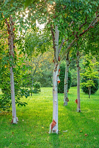 MORTON_HALL_WORCESTERSHIRE_BARK_TRUNKS_OF_BIRCH_TREES_BETULA_GATE_IN_BACKGROUND_TREES_OCTOBER_FALL_A