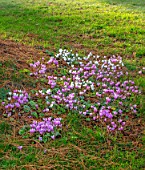 MORTON HALL, WORCESTERSHIRE: AUTUMN CYCLAMEN IN THE PARK, OCTOBER, CYCLAMEN HEDERIFOLIUM, IVY LEAVED CYCLAMEN, FALL, PINK, WHITE, FLOWERS, BLOOMS, BLOOMING