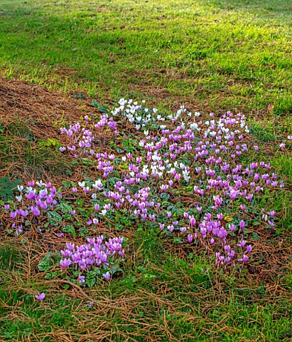 MORTON_HALL_WORCESTERSHIRE_AUTUMN_CYCLAMEN_IN_THE_PARK_OCTOBER_CYCLAMEN_HEDERIFOLIUM_IVY_LEAVED_CYCL