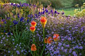 PETTIFERS, OXFORDSHIRE, DESIGNER GINA PRICE: AUTUMN BORDER, RED HOT POKER, KNIPHOFIA ROOPERI, ASTER TURBINELLUS, ORANGE, PINK, FLOWERS, FALL, BLOOMS, BLOOMING
