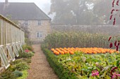 FORDE ABBEY, SOMERSET: ORANGE PUMPKINS IN THE KITCHEN, VEGETABLE GARDEN, OCTOBER, FALL, EDIBLES, GREENHOUSES, PATHS