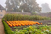 FORDE ABBEY, SOMERSET: ORANGE PUMPKINS IN THE KITCHEN, VEGETABLE GARDEN, OCTOBER, FALL, EDIBLES, PATHS