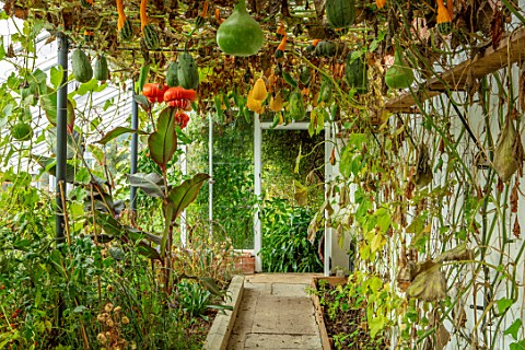 FORDE_ABBEY_SOMERSET_KITCHEN_GARDEN_GREENHOUSE_GOURDS_HANGING_FROM_ROOF_EDIBLES_GREEN_ORANGE_VEGETAB