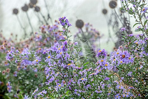 FORDE_ABBEY_SOMERSET_CLOSE_UP_OF_ASTER_X_FRIKARTII_MONCH_IN_MIST_FOG_WITH_COBWEBS_FALL_FLOWERING_BLO