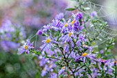 FORDE ABBEY, SOMERSET: CLOSE UP OF ASTER X FRIKARTII MONCH IN MIST, FOG, WITH COBWEBS, FALL, FLOWERING, BLOOMING, AUTUMN, BLOOMS, FLOWERS, BLUE