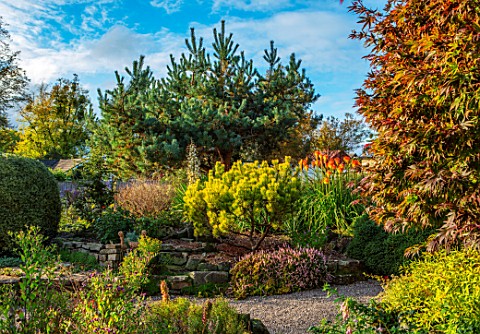 THE_PICTON_GARDEN_AND_OLD_COURT_NURSERIES_WORCESTERSHIRE_KNIPHOFIA_ROOPERI_IN_BORDER_OCTOBER_FALL