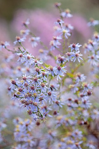THE_PICTON_GARDEN_AND_OLD_COURT_NURSERIES_WORCESTERSHIRE_CLOSE_UP_PORTRAIT_OF_BLUE_FLOWERS_OF_ASTER