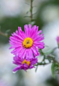 THE PICTON GARDEN AND OLD COURT NURSERIES, WORCESTERSHIRE: CLOSE UP PORTRAIT OF PINK FLOWERS OF ASTER THE DEAN