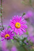 THE PICTON GARDEN AND OLD COURT NURSERIES, WORCESTERSHIRE: CLOSE UP PORTRAIT OF PINK FLOWERS OF ASTER THE DEAN