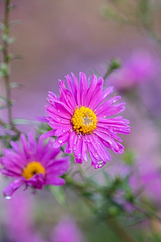 THE_PICTON_GARDEN_AND_OLD_COURT_NURSERIES_WORCESTERSHIRE_CLOSE_UP_PORTRAIT_OF_PINK_FLOWERS_OF_ASTER_
