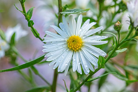 THE_PICTON_GARDEN_AND_OLD_COURT_NURSERIES_WORCESTERSHIRE_CLOSE_UP_PORTRAIT_OF_WHITE_FLOWERS_OF_ASTER